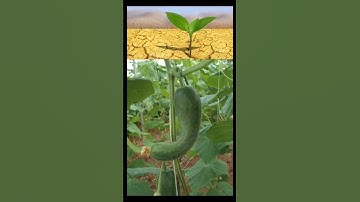 Why are cucumbers bitter? #viralvideo