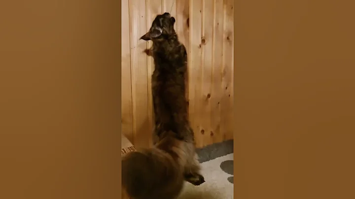 Video 11301181: maine coon cattery, female maine coon