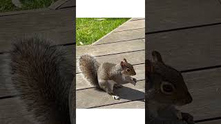 Squirrel Leisurely Eats Peanuts in Backyard