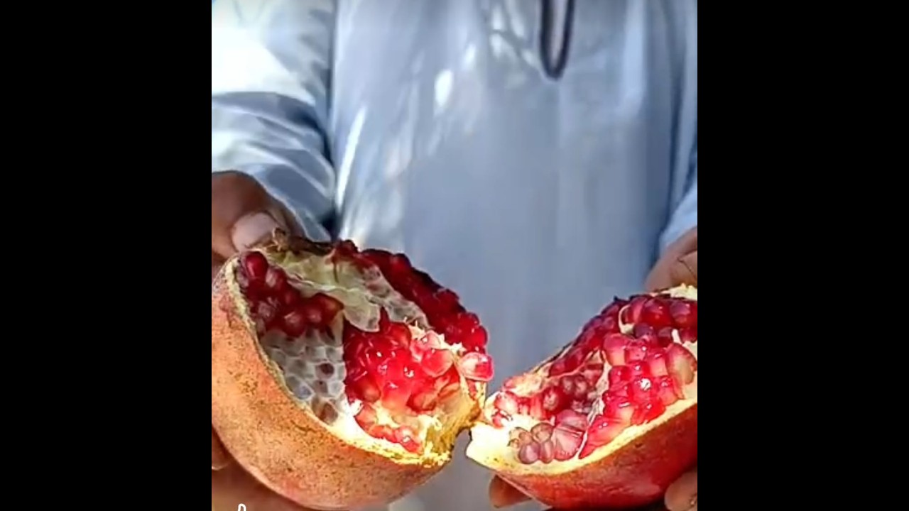 اكبر مزاد محلي أسيوط تستعد لتصدير 5 أنواع من الرمان الطعم الأوروبي مش هتلاقي زيه في العالم