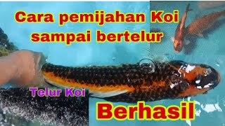 Cara Pemijahan Ikan Koi Sdanai Bertelur  Cara Mudah Untuk Pemula