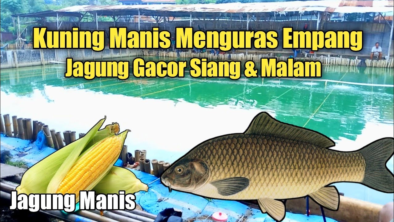 Umpan ikan mas gacor Jagung manis gak ada lawan 