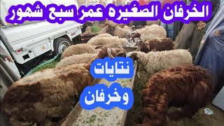اسعار الخرفان الصغيره اليوم من شهرين الى سبع شهور sheep videos