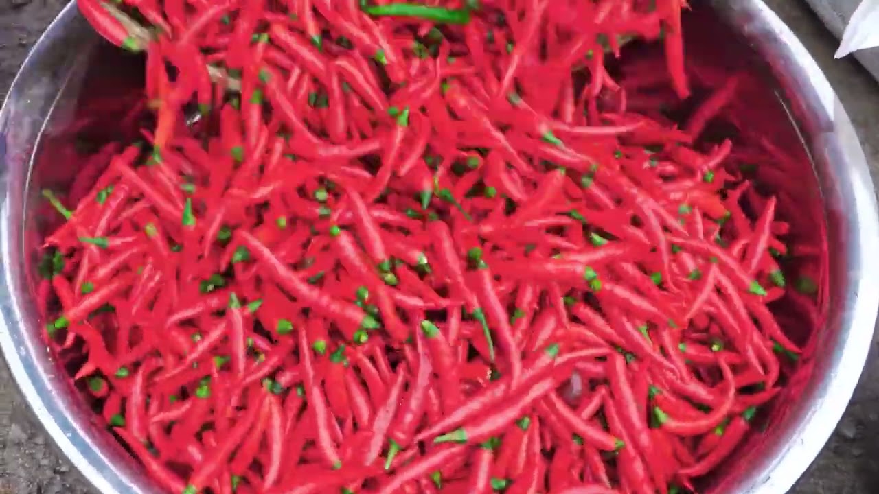 又到了做泡菜的季节，师兄准备了200斤泡辣椒，妹妹直言吃不完 #泡辣椒制作过程 #乡村味道