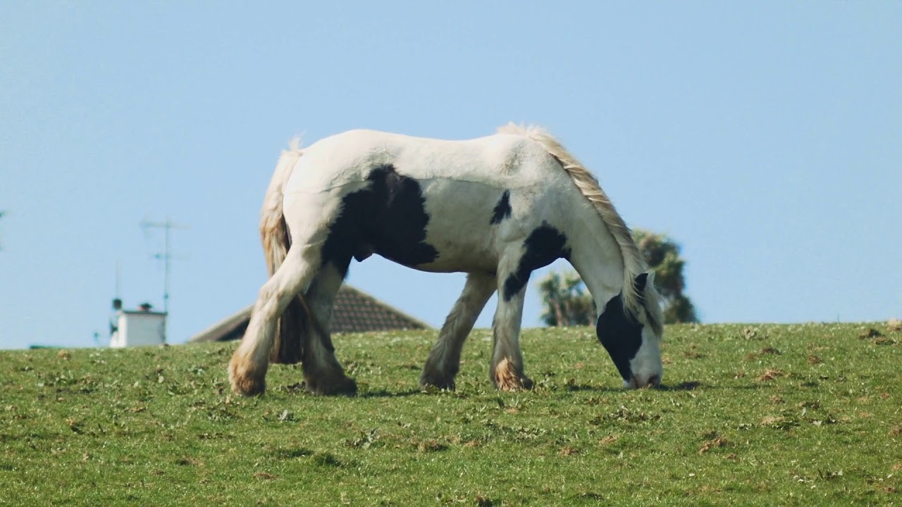 beautiful long haired horse feeding in a farm - YouTube