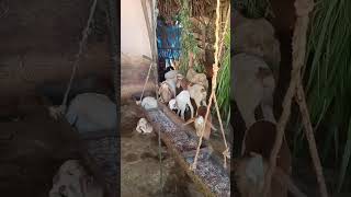 Sheeps having food #sheepfarmer #sheepfarming #virulshorts #shorts #shortsfeed#sheep#sheep365 #sheep