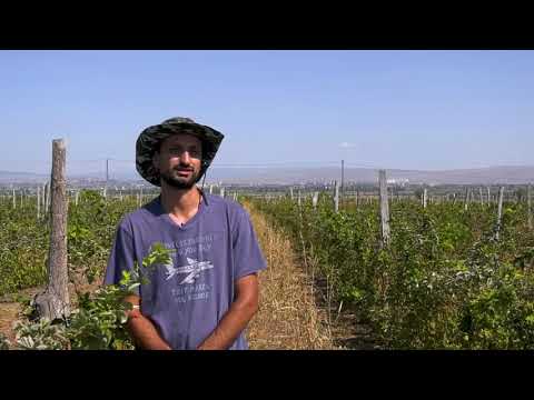 გიორგი ვაშაკიძე  - შაუმიანი