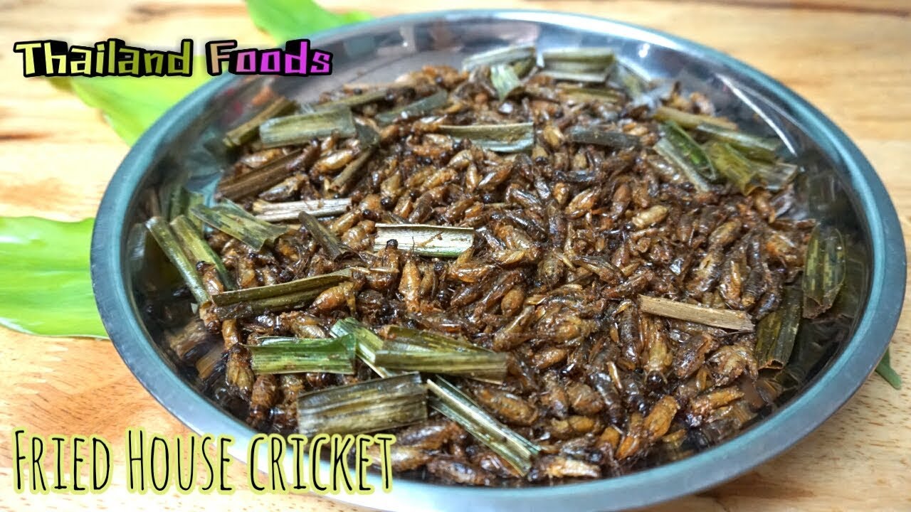 Thai Foods Fried House cricket Thai Insect Recipe YouTube