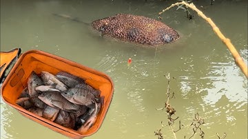 Tập 409 - Câu Cá Rô Phi Trong Vườn Mít Nữ Cần Thủ Chạm Mặt Thuỷ Quái