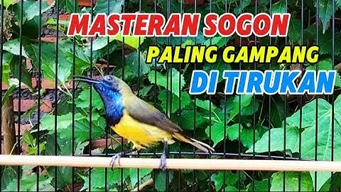 Masteran Sogon isian pelatuk sampit Sogon Gacor isian pelatuk sampit