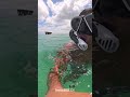 Tangalooma wrecks, Australia😍😍