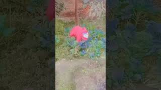 अपनी जिंदगी से डिलीट कर देती हूं#youtubeshorts #vegetablegarden #harvesting #kitchengarden 🥦🥦🥦🥦🥦