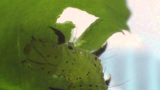 Caterpillar munching by thetinar 98 views 9 years ago 1 minute, 36 seconds