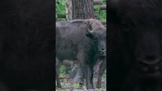 Европейский Зубр: Его Спас Американский Бизон 😉 #Природа #Животные #Зубр