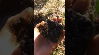2019 Outdoor Grow Transplanting Granddaddy Purple & Sour Diesel Seedlings