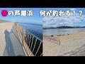 春の芦屋浜でいきなりヒーローになった動画