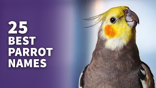 25 Best Parrot Names Popular, Cute & Best Naming Ideas