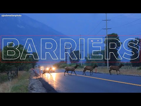 BARRIERS | Animals are struggling to migrate, but people can help