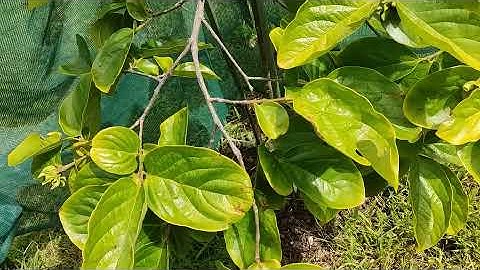 Fuyu persimmon  - how to transplant from pot to ground