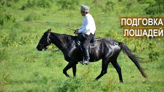 Подготовка кабардинских лошадей к конным переходам. Ахмед и Олег Куашевы. ООО Исуф