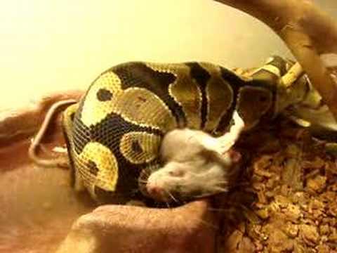 ball python KILLING a rat