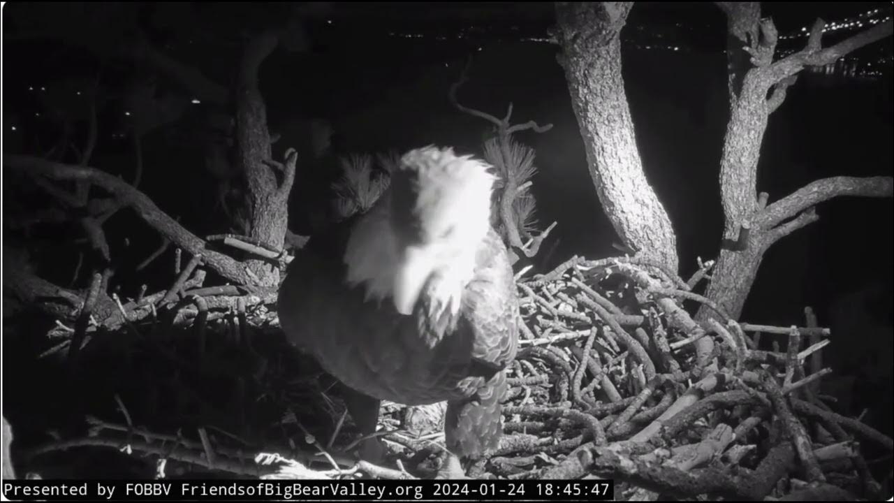 Jackie's late visit to the nest FOBBV CAM Big Bear Bald Eagle Live Nest