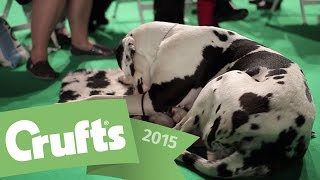 Follow Millie the Great Dane's Crufts 2015 Journey! | Crufts 2015