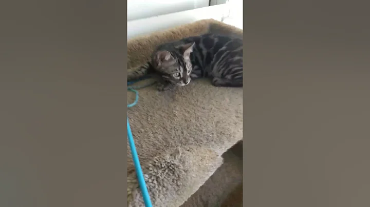 Video 607491: silver spotted bengal, silver male bengal