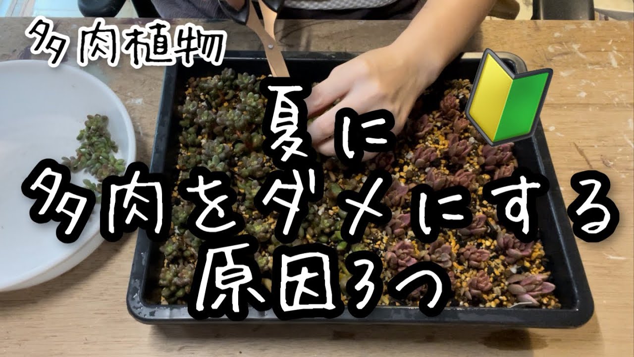 【多肉植物】初心者さん向け！夏に多肉が枯れる原因3つ