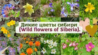 Дикие цветы сибири - цветение в мае, июне. (Wild flowers of Siberia).💐