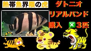 Tiger of the tropical fish world] Datnio purchased IN Rafflesia