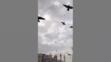 فك يا رب العقد 