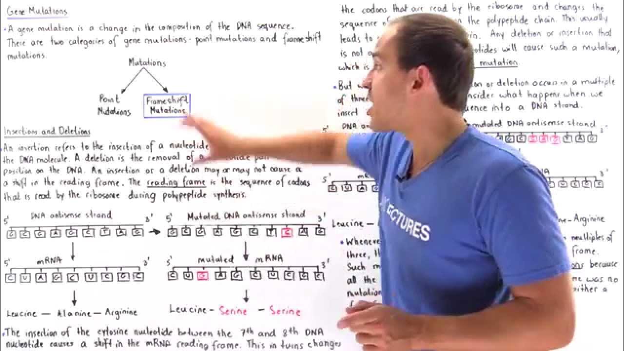 Insertion, Deletions and Frameshift Mutations YouTube