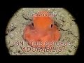 Isnt this octopus adorabilis