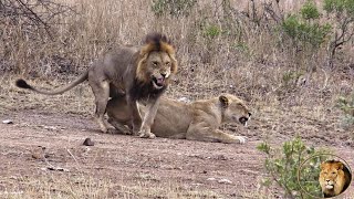 Hurt Southern Lion Pride Male In Territory Of The Mananga Lion Pride by Africa Adventures 3,470 views 1 month ago 1 minute, 19 seconds