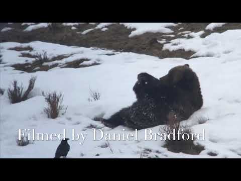 Grizzly Bear Waking up During Spring in Yellowstone National Park