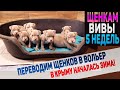 Переводим щенков Вивы в вольер. Одного щенка оставляем дома. В Крыму началась зима!