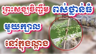 ព្រះសង្ឃចិញ្ចឹមពស់ថ្លាន់ធំមួយក្បាលនៅក្នុងល្អាងភ្នំ