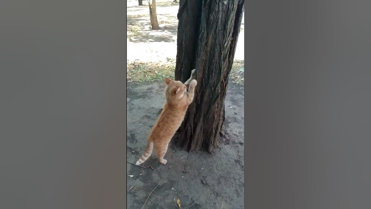 когтиточка кота Бориса - YouTube