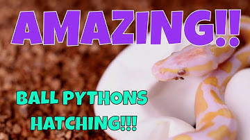 AMAZING BALL PYTHONS HATCHING!! Time Lapse!!