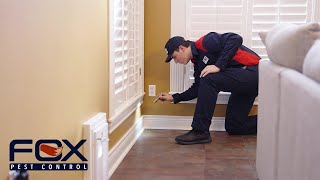 How To Get Rid Of Earwigs | Fox Pest Control