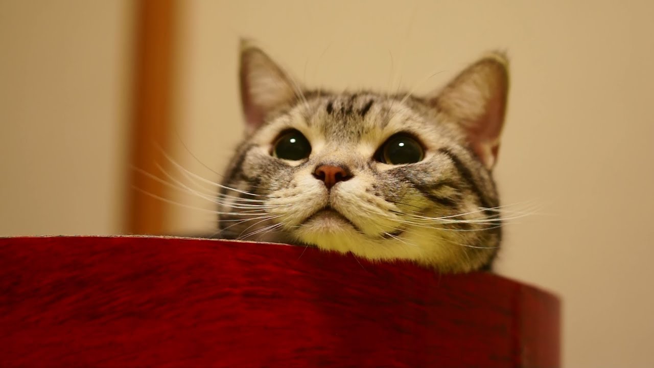 リスっぽい おとんをじっと見つめる表情が可愛い猫 Youtube