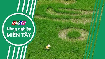 Độc đáo bức tranh "Cá vượt vũ môn" trên cánh đồng lúa Tam Cốc | Nông nghiệp Miền Tây