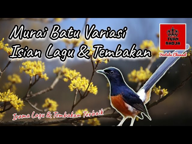 Murai batu variasi isian lagu dan tembakan terbaik~burung langsung nyaut auto gacor class=