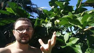 Как растет Таитянский Нони Моринда (Morinda Citrifolia) дерево фрукты плоды