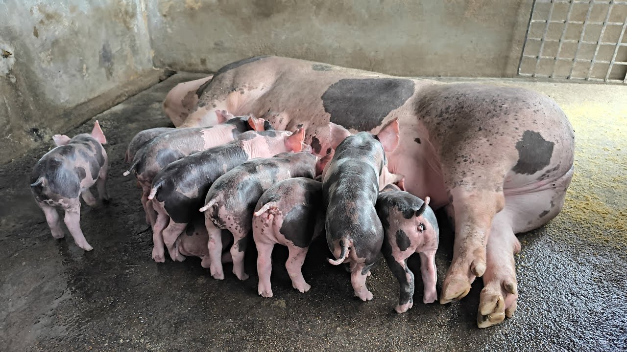 Quantos quilos de ração devo servir para uma matriz parida de 9 leitões.#suinocultura 