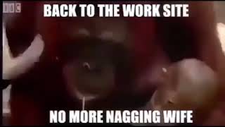 back to the work site no more nagging wife