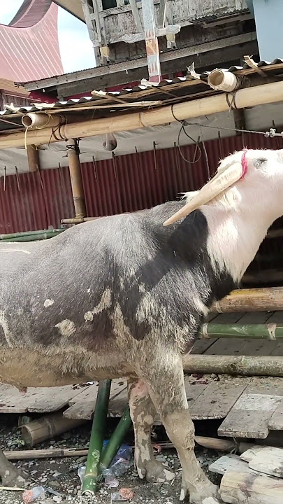 Suara kerbau unik #fyp #viral #kerbau #suarakerbau #shortvideo