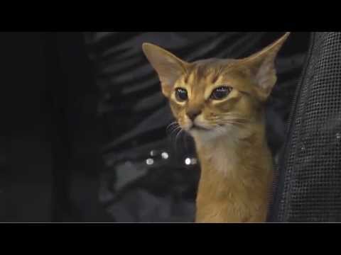 Video: De Ultimate Cat Breed-uitdaging van Vetstreet