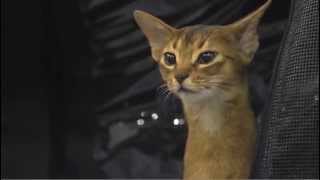 Abyssinian Cat Breed